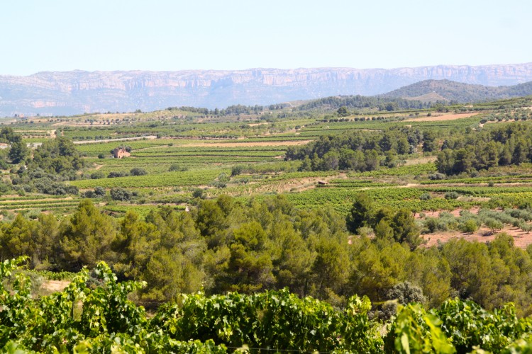 La DO Montsant actualitza la seva normativa i incorpora els vins brisats i de mínima intervenció