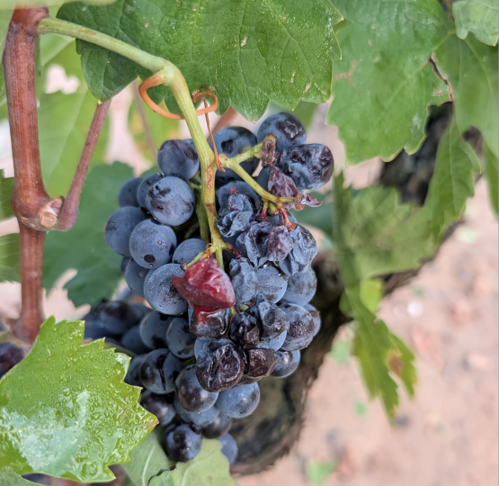La pedregada de dilluns causa algunes afectacions a les vinyes de la zona sud del Priorat