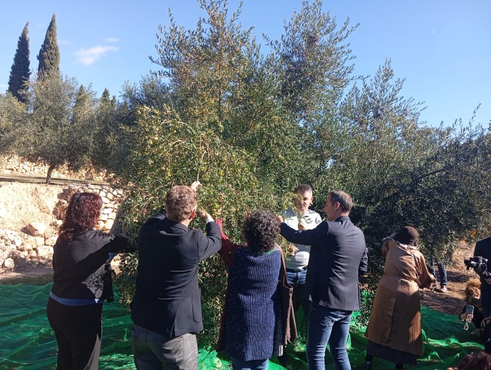 La DOP Siurana espera produir, enguany, fins a 5 milions de litres d'oli d'oliva verge extra